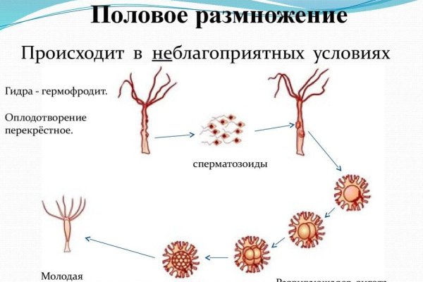 Кракен зеркало krakenat2krnkrnk com
