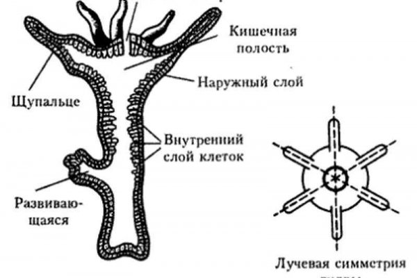 Кракен сайт 2krnk cc