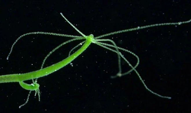 Kraken это